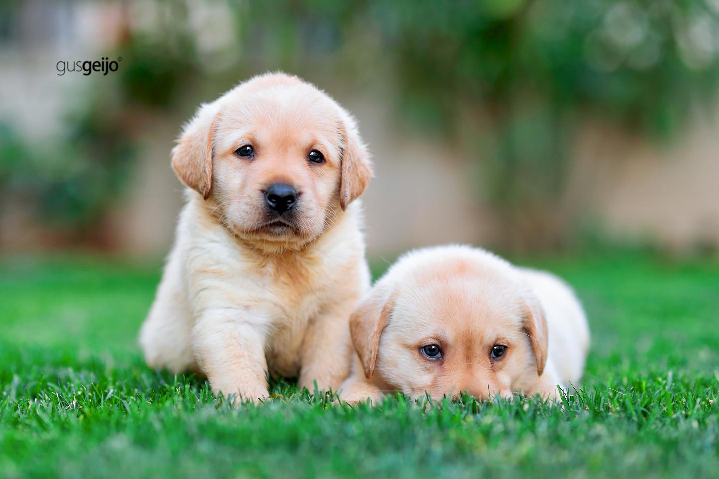 Cachorro