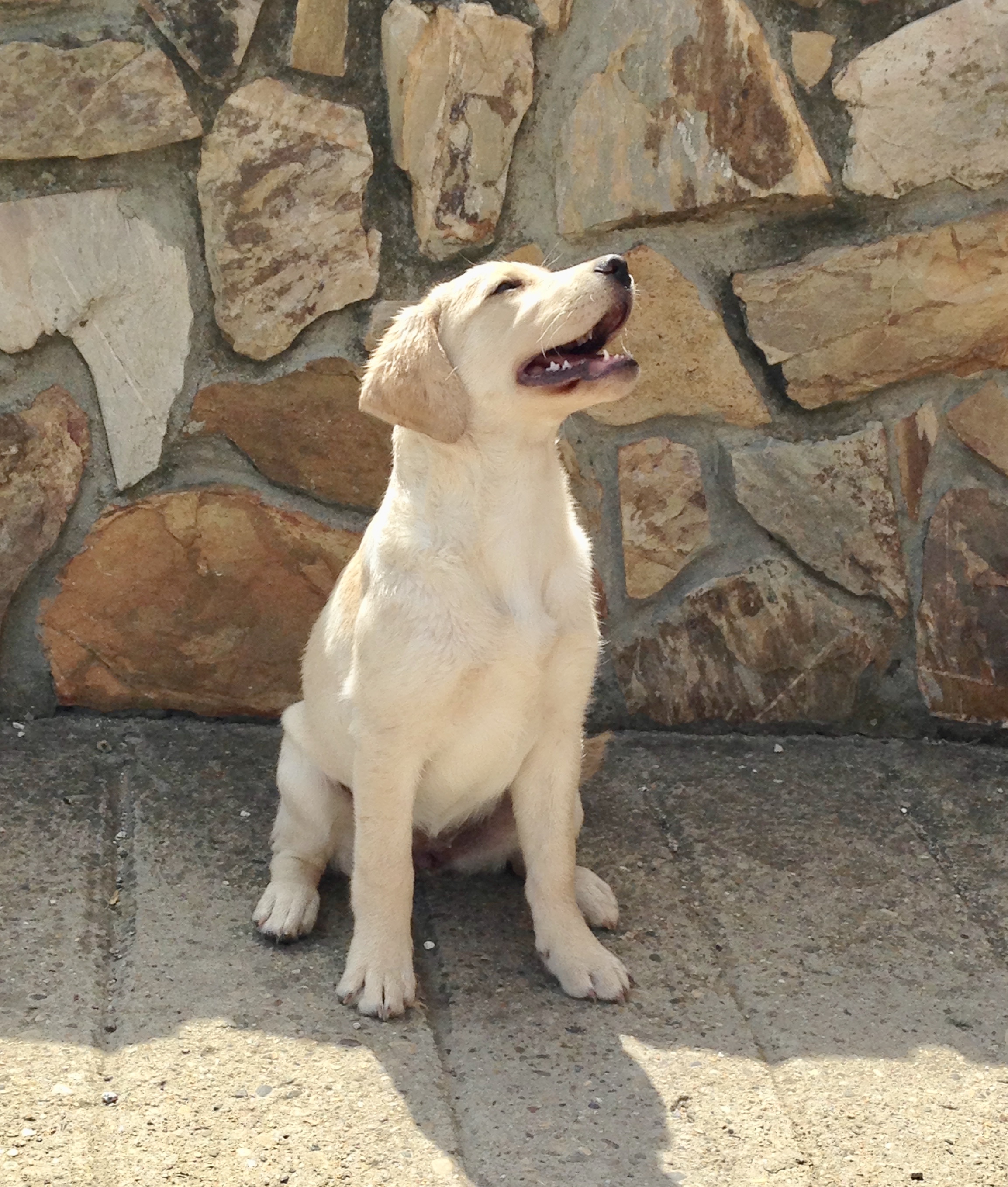 Pipa